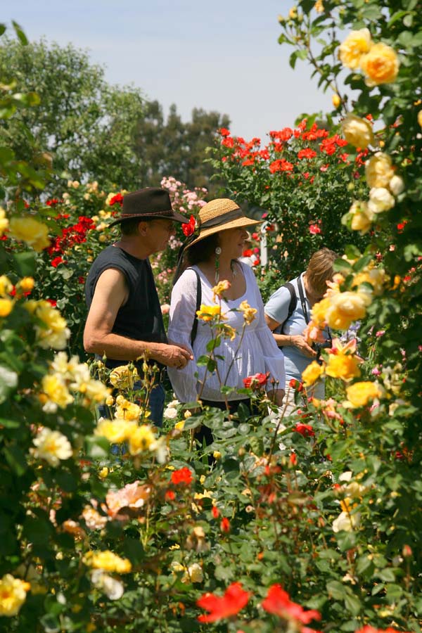 garden visiters during bloom